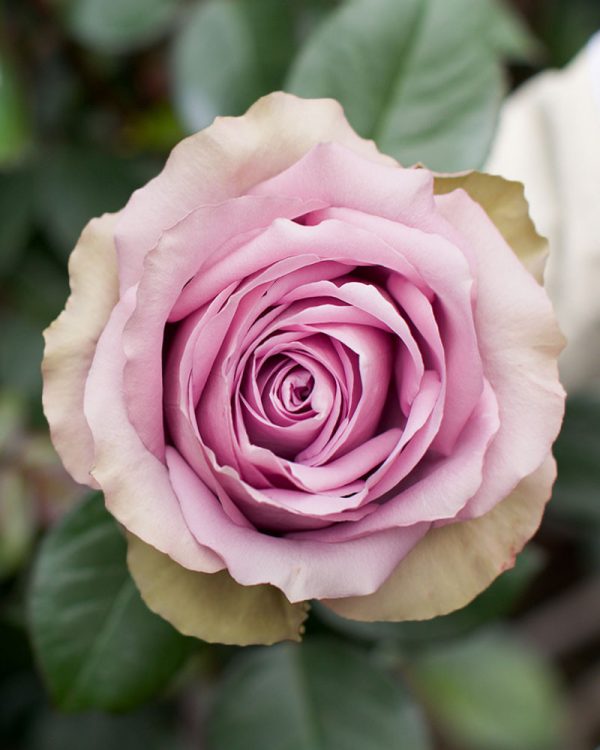 Tiara| Lavender Rose