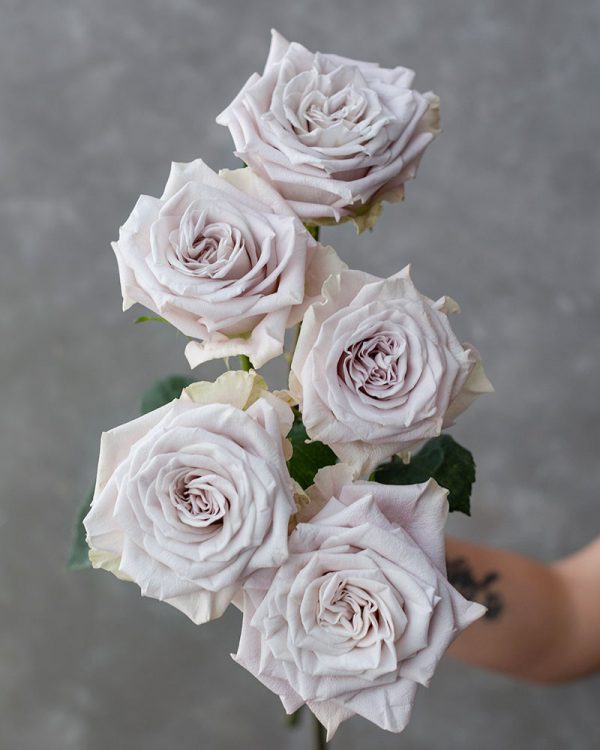 Menta | Lavender Rose