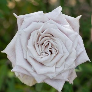Menta | Lavender Rose