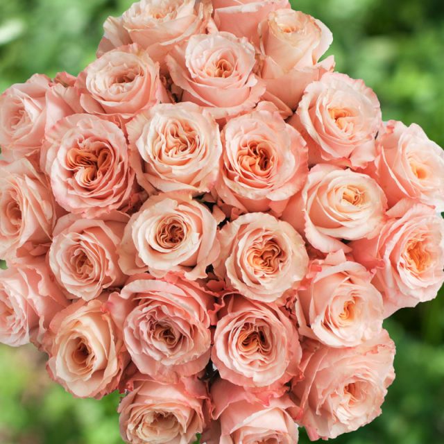 Garden Like Roses Archives - Rosas del Corazón