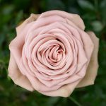 Capuccino | Light Pink Rose