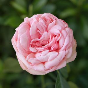 Bridal Piano | Light Pink Garden Rose