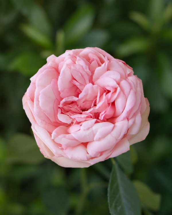 Bridal Piano | Light Pink Garden Rose