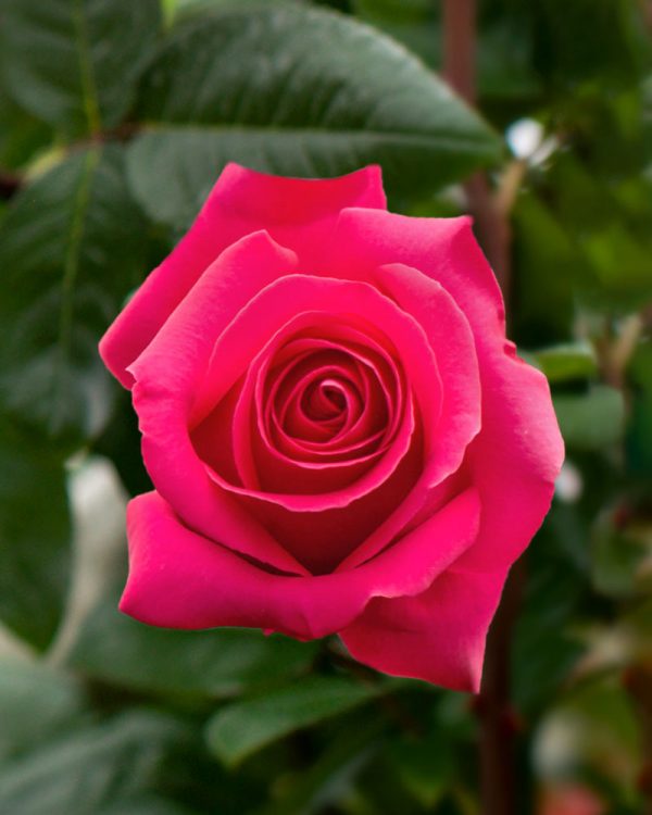 Pink Floyd| Hot Pink Rose
