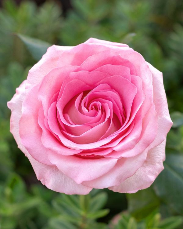 Mandala | Light Pink Rose