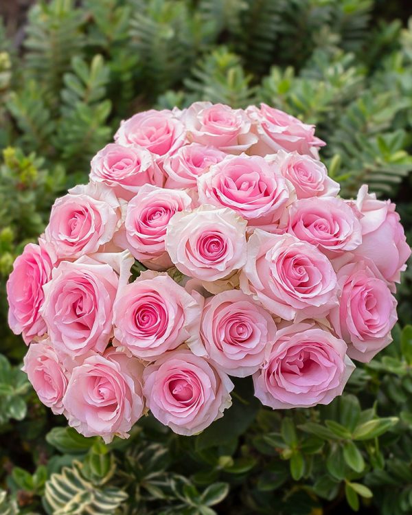 Mandala | Light Pink Rose