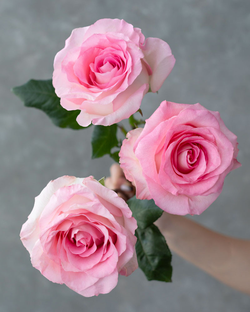 Mandala  Light Pink Rose - Rosas del Corazón