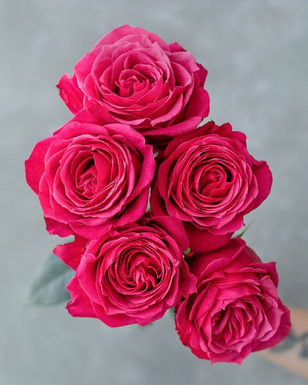 Cherry Oh | Hot Pink Rose