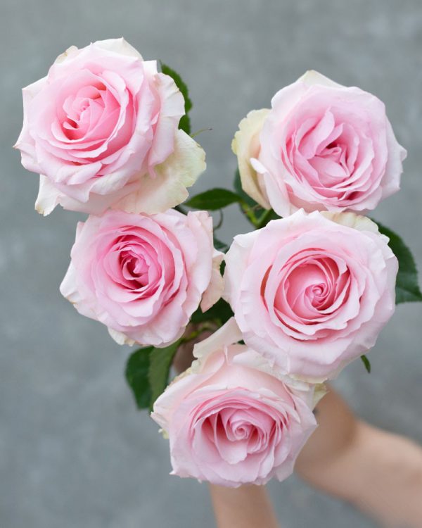 Nena | Light Pink Rose