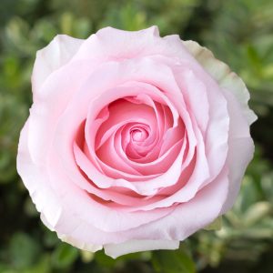 Nena | Light Pink Rose