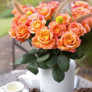 Free Spirit | Orange Garden Flower Type