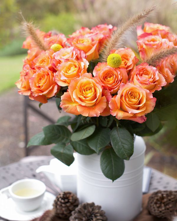 Free Spirit | Orange Garden Flower Type