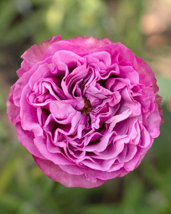 Queen's Crown| Lavender Rose