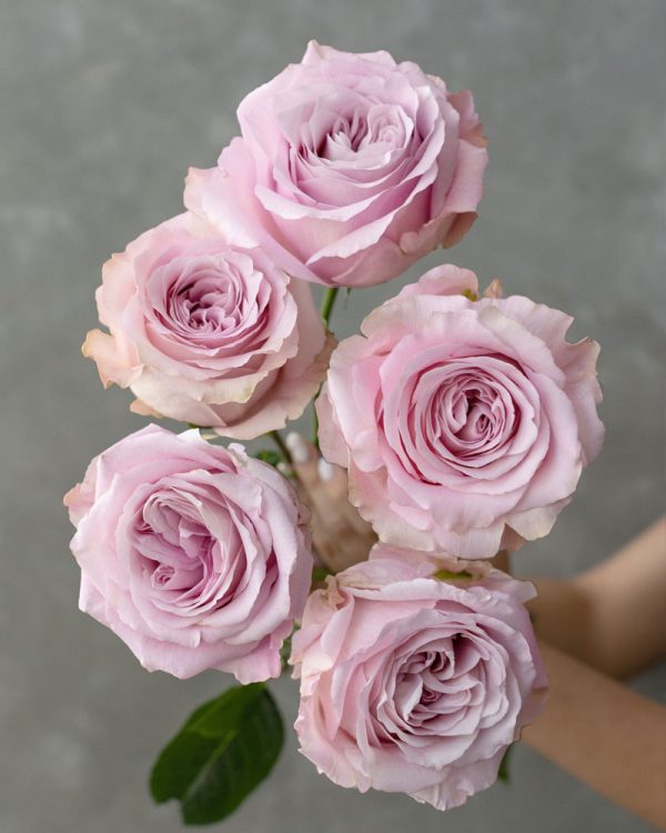 Sweet 4 Love | Light Pink Rose