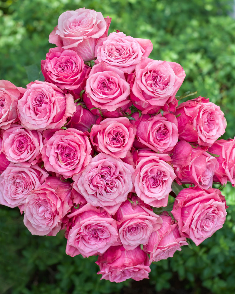 Art Deco  Pink Garden Flower - Rosas del Corazón