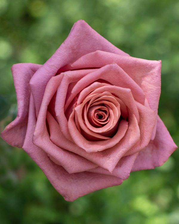 Barista | Pink Rose