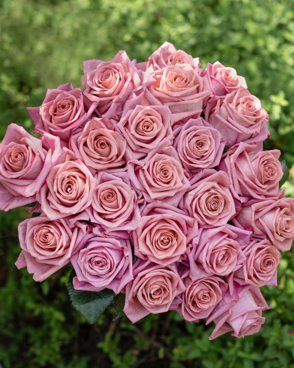 Barista | Pink Rose