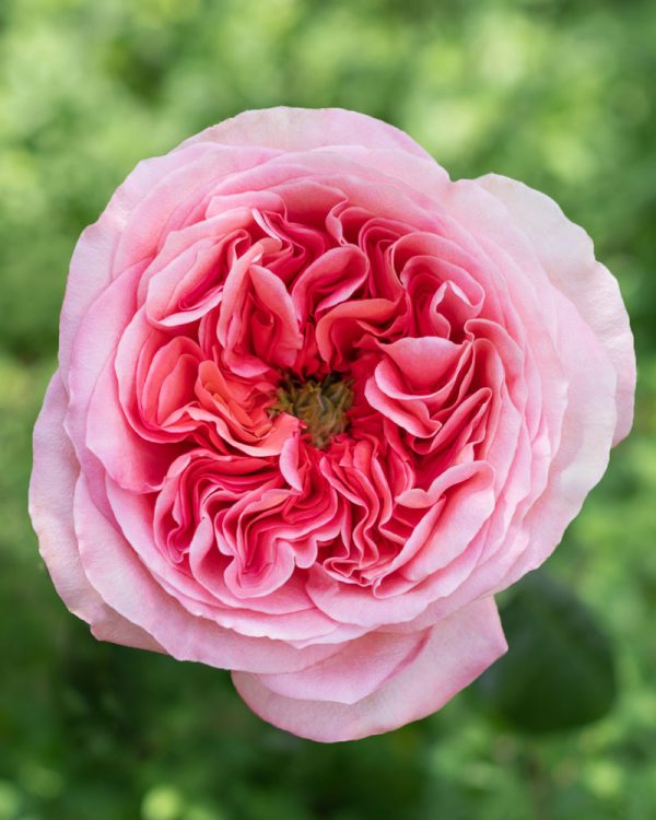 Pink Xpression | Pink Garden Rose