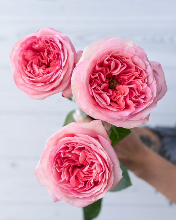 Pink Xpression | Pink Garden Rose