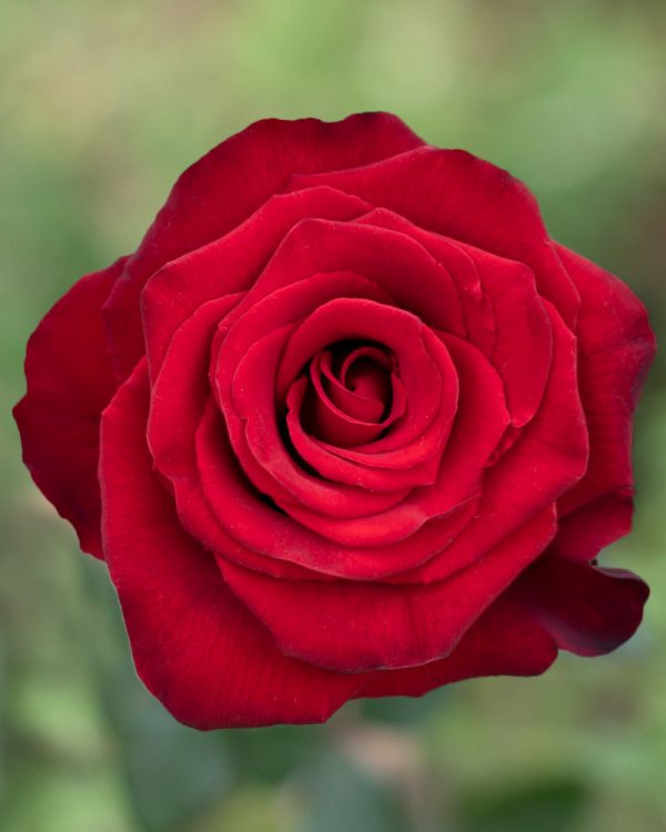 Rediant | Red Rose