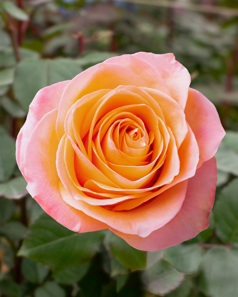 Coral Reef Coral Rose Rosas Del Corazón