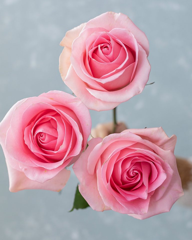 Luciano Light Pink Rose Rosas del Corazón