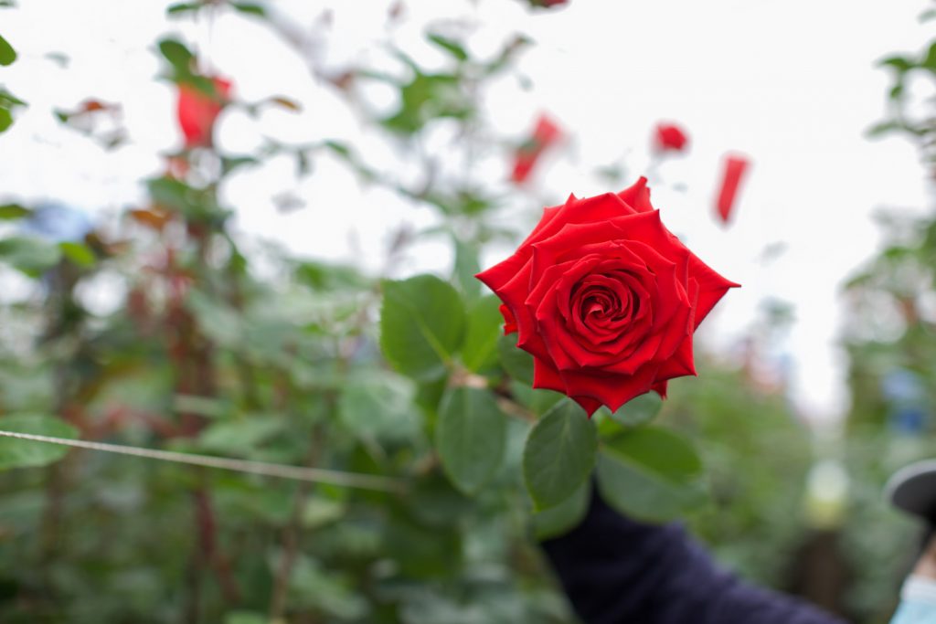 Rosas del Corazón: A Flourishing Journey in Rose Exportation in 2023