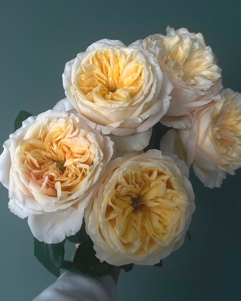 Buy Wholesale Cream Juliet Garden Rose in Bulk - FiftyFlowers