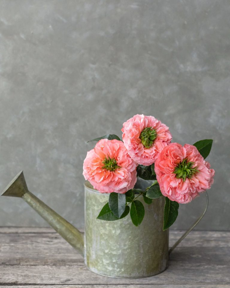 Mandarin Xpression Coral Garden Rose Rosas del Corazón