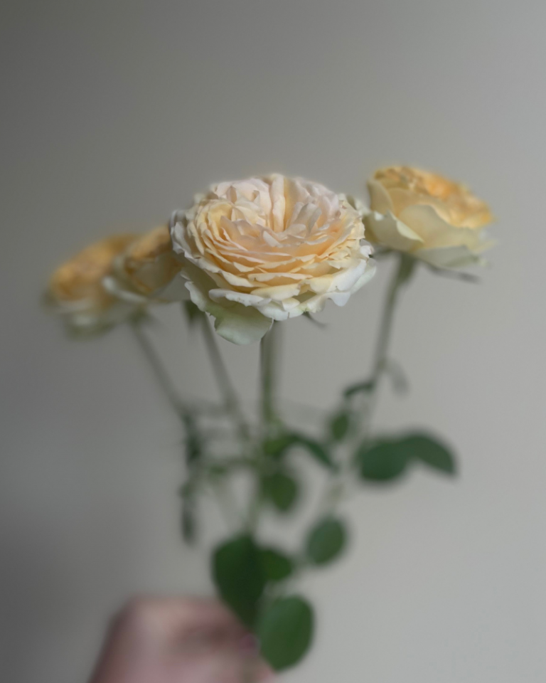 Silva Sunny Yellow Rose Fresh Flowers Rosas del Corazón
