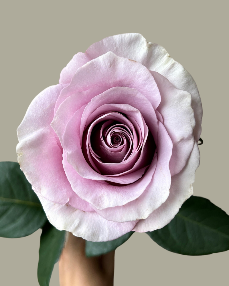 Alora Lavender Rose Rosas del Corazón